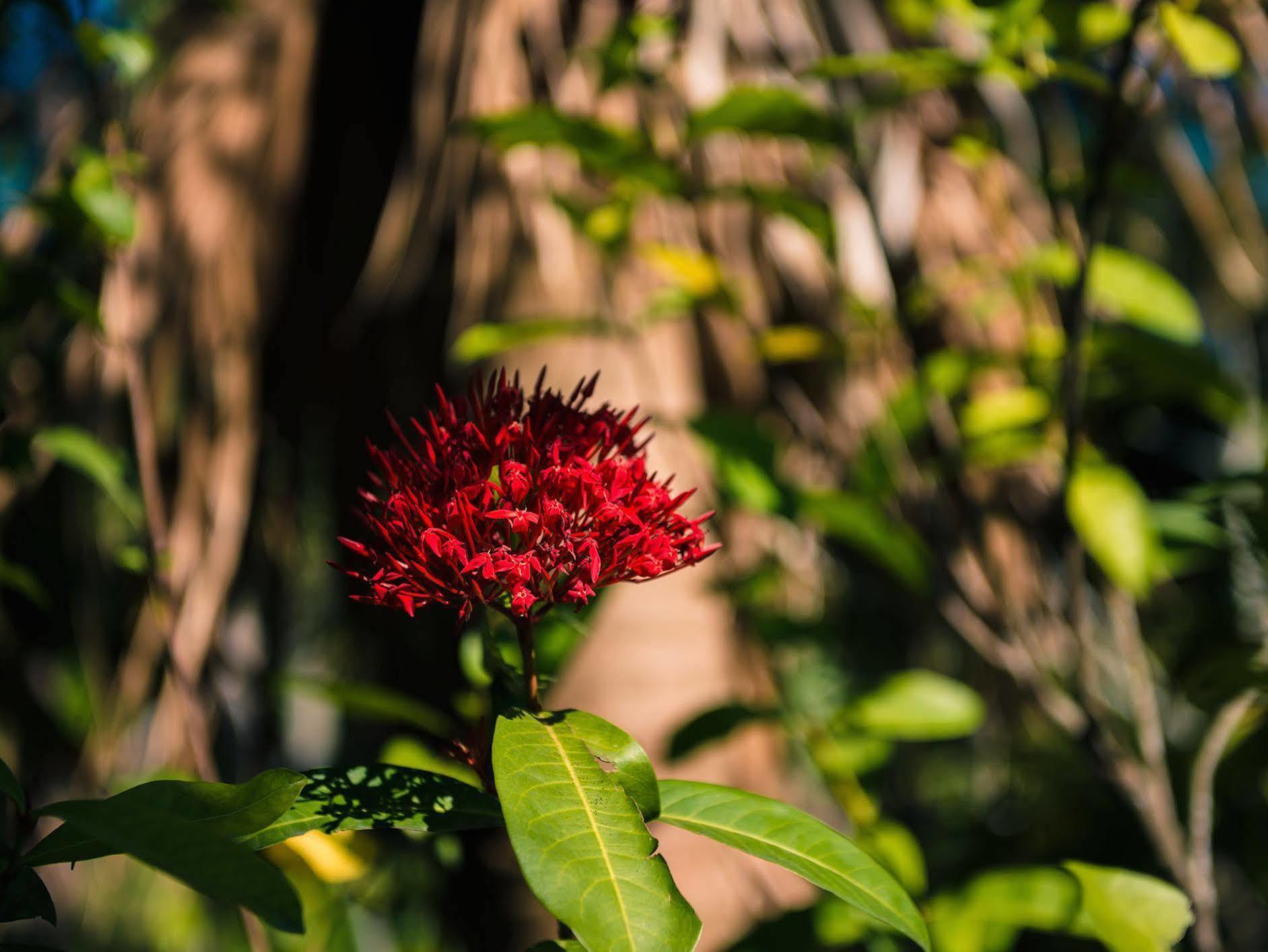 Palm Villa Guesthouse Nantou Luaran gambar